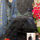 Embroidered Lawn Collection